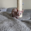Sphynx Adorable, Cream Male Sphynx Kitten - Ready to Leave!