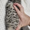 American Shorthair Beautiful kittens
