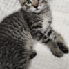 American Shorthair Beautiful kittens