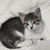 American Shorthair Beautiful kittens