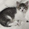 American Shorthair Beautiful kittens
