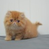 Persian Persian Kittens For Sale