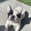 French Bulldog French Bulldog 6 months Female
