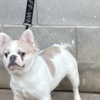 French Bulldog Fluffy French bulldog