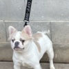 French Bulldog Fluffy French bulldog