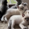 Russian Blue 3 make kittens