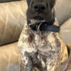 Great Dane AKC Great Dane Brindle puppies