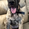 Great Dane AKC Great Dane Brindle puppies
