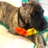 Great Dane AKC Great Dane Brindle puppies