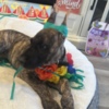Great Dane AKC Great Dane Brindle puppies