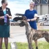Great Dane AKC Great Dane Brindle puppies