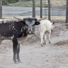 Other farm animals Miniature Texas longhorn