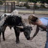 Other farm animals Miniature Texas longhorn