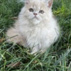 Persian Persian kitten