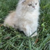 Persian Persian kitten