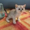 Scottish Fold Scottish fold and straight kittens