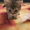 Scottish Fold Scottish fold and straight kittens