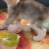Scottish Fold Scottish fold and straight kittens