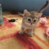 Scottish Fold Scottish fold and straight kittens