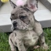French Bulldog French Bulldog Litter of Puppies For Sale