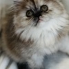 Persian Silver patched tabby female Persian