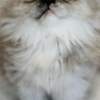 Persian Silver patched tabby female Persian