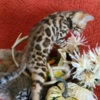 Bengal TICA BENGAL KITTENS
