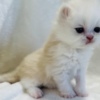 Persian Cream and white Persian male