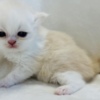 Persian Cream and white Persian male