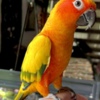Conure Sun Conure
