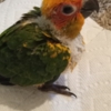 Conure Sun Conures