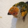 Conure Sun Conures