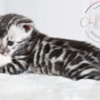 Bengal Silver Bengal with big clouded rosettes