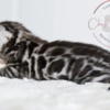 Bengal Silver Bengal with big clouded rosettes