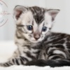 Bengal Silver Bengal with big clouded rosettes