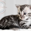 Bengal Silver Bengal with big clouded rosettes