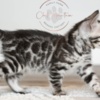 Bengal Silver Bengal with big clouded rosettes