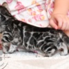 Bengal Silver Bengal with big clouded rosettes