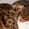 Bengal Brown Bengal Kittens with Beautiful Clear Rosettes