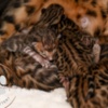Bengal Brown Bengal Kittens with Beautiful Clear Rosettes
