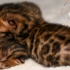 Bengal Brown Bengal Kittens with Beautiful Clear Rosettes