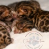 Bengal Brown Bengal Kittens with Beautiful Clear Rosettes