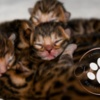 Bengal Brown Bengal Kittens with Beautiful Clear Rosettes