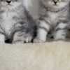 Scottish Fold British/ Scottish kittens