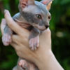 Sphynx Sphynx kittens in Honolulu, Hawaii