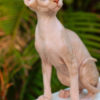 Sphynx Sphynx kittens in Honolulu, Hawaii
