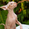 Sphynx Sphynx kittens in Honolulu, Hawaii