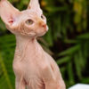 Sphynx Sphynx kittens in Honolulu, Hawaii