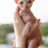Sphynx Sphynx kittens in Honolulu, Hawaii