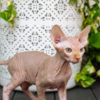 Sphynx Sphynx kittens in Honolulu, Hawaii